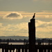 Cormorant By The Dock by stephomy