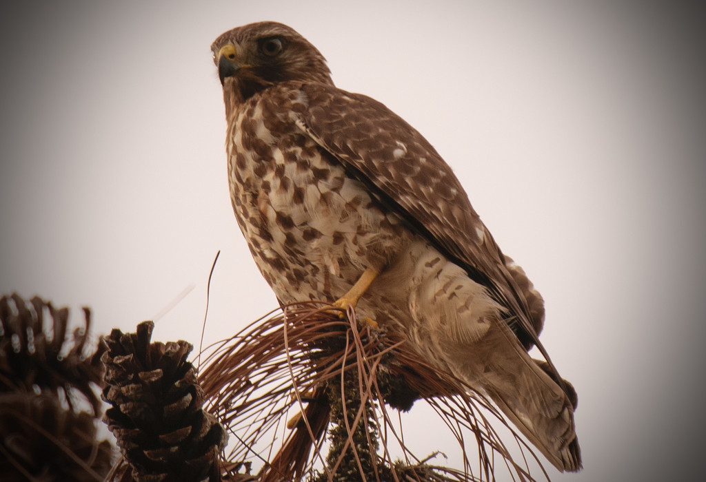 One more Hawk by rickster549