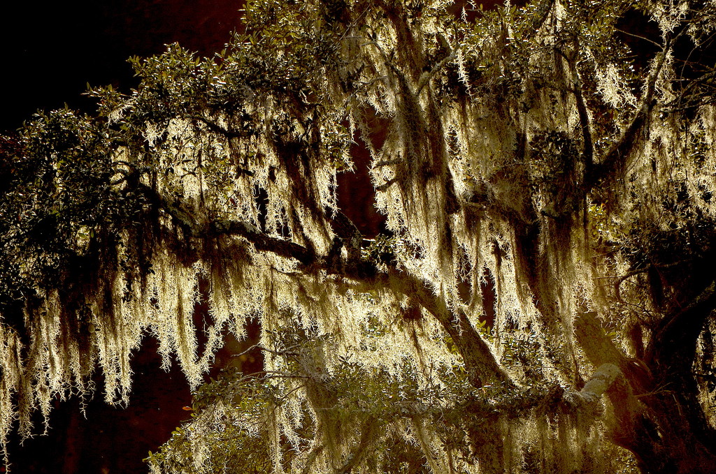 Lit up Spanish moss and live oak, Caw Caw Interpretive Center, Ravenel SC by congaree