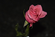 29th Dec 2015 - ~A Rose~