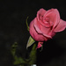 ~A Rose~ by crowfan