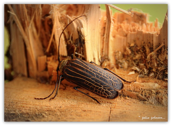 Huhu Beetle..Prionoplus Reticularis by julia · 365 Project