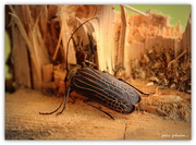 30th Dec 2015 - Huhu Beetle..Prionoplus Reticularis