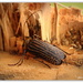 Huhu Beetle..Prionoplus Reticularis by julzmaioro