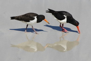 30th Dec 2015 - Oystercatchers, shadows and reflections