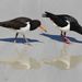 Oystercatchers, shadows and reflections by gilbertwood