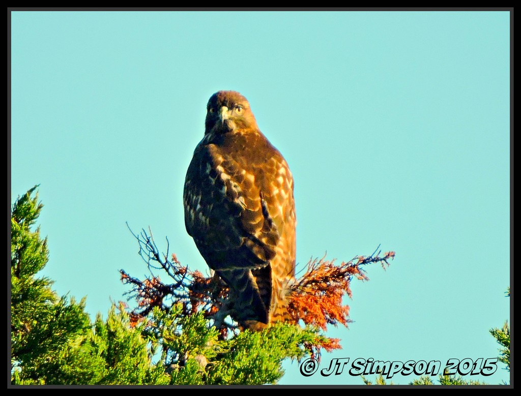 Hawk Eyed... by soylentgreenpics