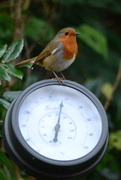 28th Dec 2015 - Robin on a thermometer