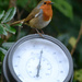 Robin on a thermometer by richardcreese