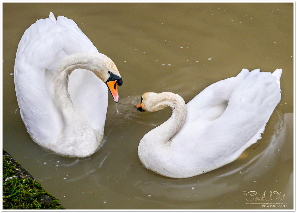 Mute Swans by carolmw