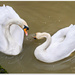 Mute Swans by carolmw