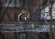 30th Dec 2015 - Small Squirrel