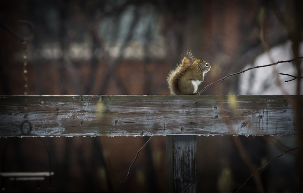 Squirrel on Fence by gardencat