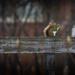 Squirrel on Fence by gardencat