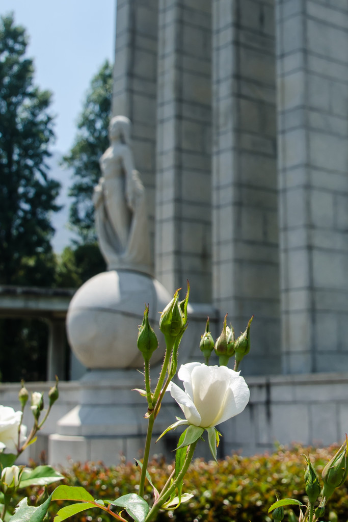 Roses at the Monument by salza