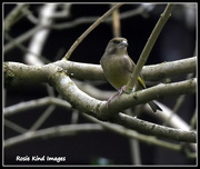 30th Dec 2015 - Greenfinch in the tree