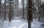 30th Dec 2015 - In the forest the snow looks nice