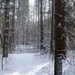 In the forest the snow looks nice by bruni