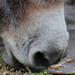 Donkey, just Donkey by cjwhite