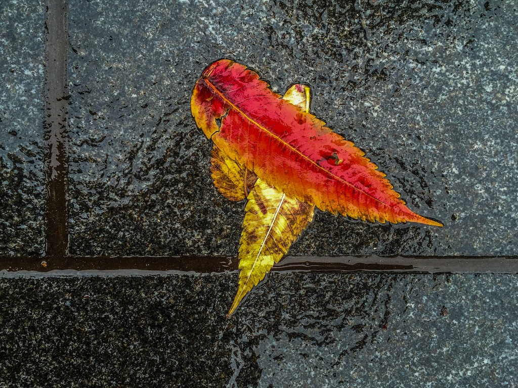 Wet leaves on sidewalk outside Native american museum by jbritt
