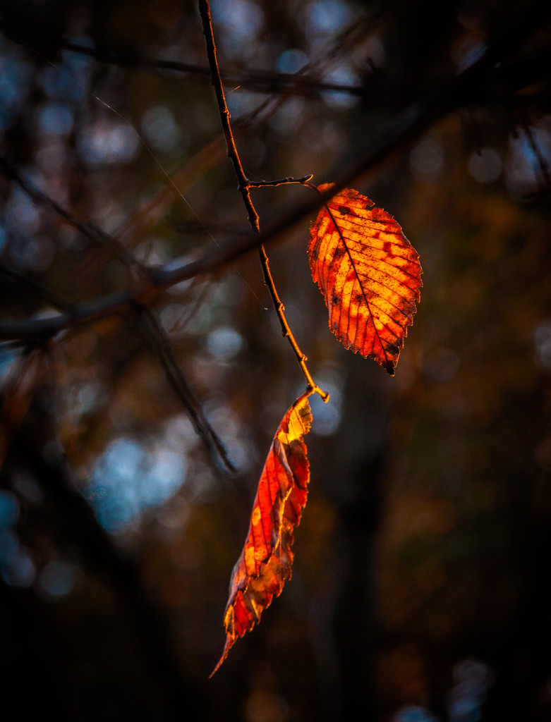 Glowing leaves by jbritt