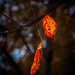 Glowing leaves by jbritt