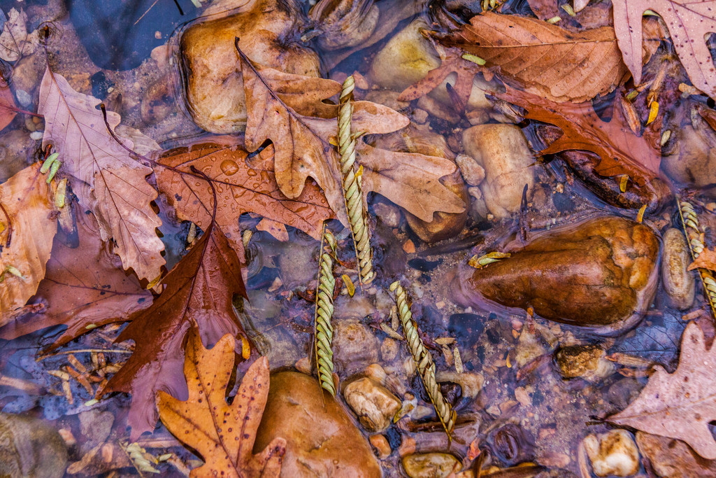 Leaves in Stream by jbritt