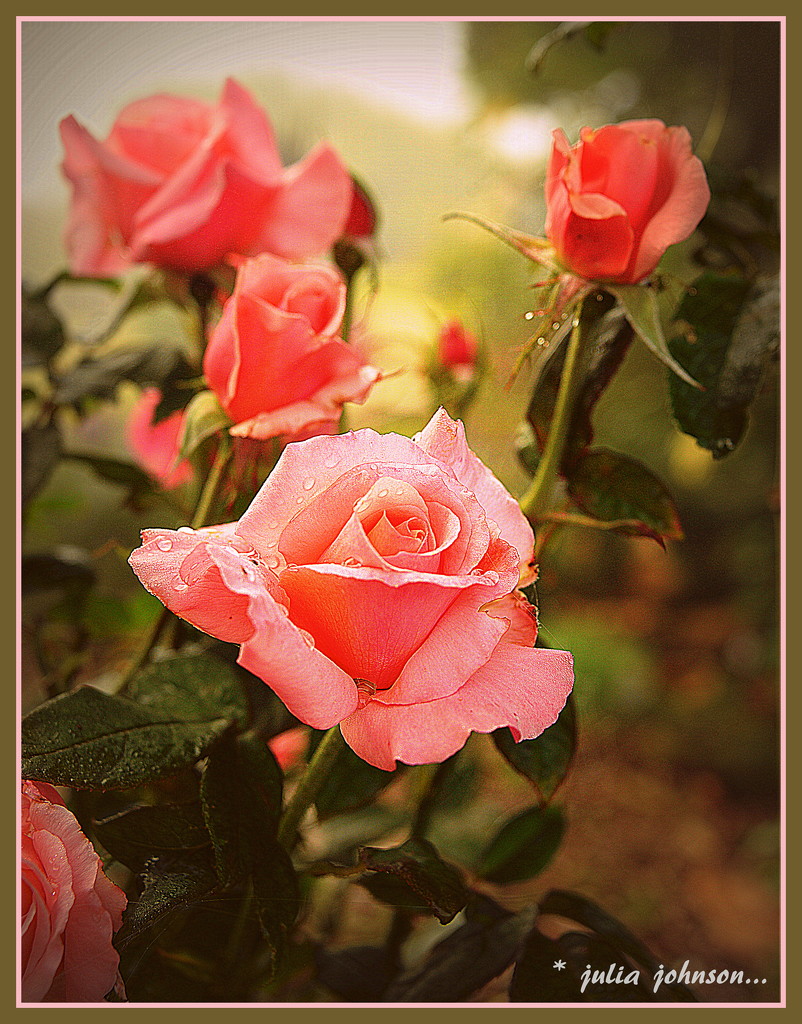 Lovely Lady Rose.. by julzmaioro