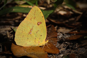 30th Dec 2015 - Clouded Sulfur Butterfly