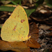 Clouded Sulfur Butterfly by rickster549