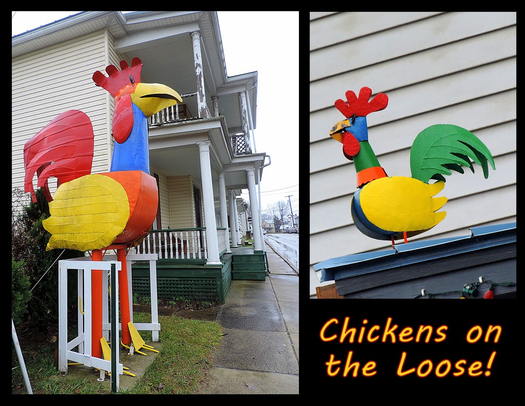 Chickens on the Loose! by homeschoolmom