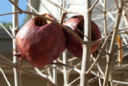 29th Dec 2015 - the state of my pomegranates