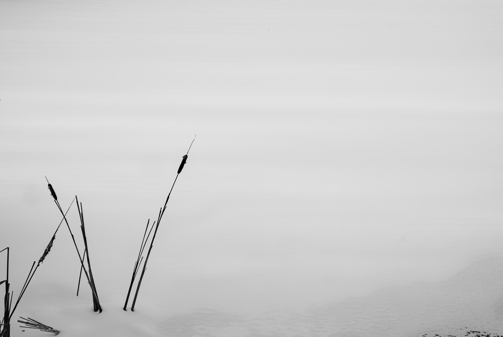 Cattails by tosee