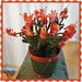 Christmas Cactus by allie912