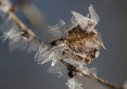 29th Dec 2015 - more frost