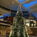 Tree at Southpoint Mall by homeschoolmom