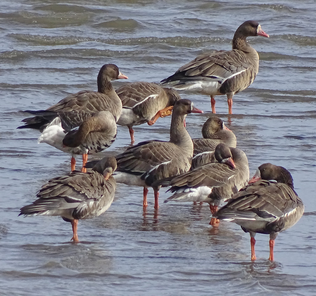 Greater White-fronted Geese by annepann
