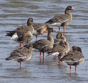 24th Dec 2015 - Greater White-fronted Geese