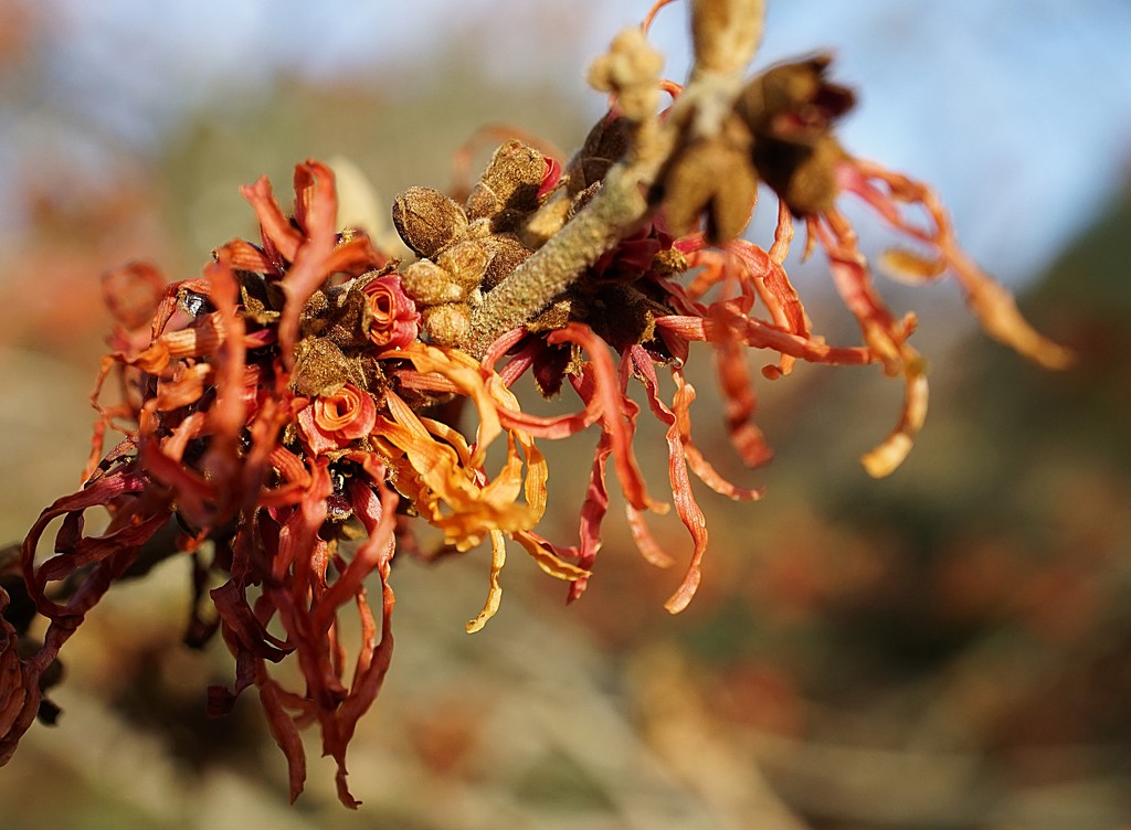 flaming witch hazel by quietpurplehaze