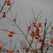 Plenty of Persimmons! by will_wooderson
