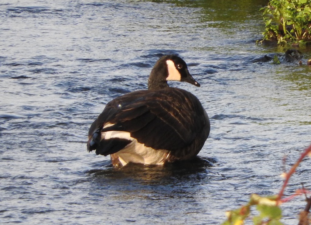 Canada Goose by oldjosh