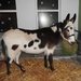 Donkey by oldjosh