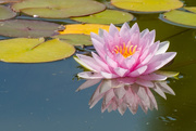 29th Dec 2015 - Water Lily