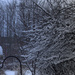 Snow Laden Branches   by radiogirl