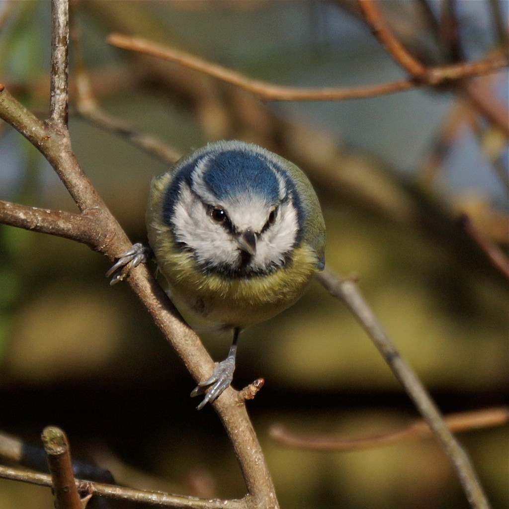 ANOTHER BLUE TIT by markp