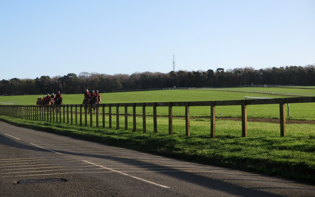 Horses on Newmarket Gallops by g3xbm