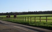 31st Dec 2015 - Horses on Newmarket Gallops