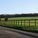 Horses on Newmarket Gallops by g3xbm