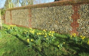 31st Dec 2015 - Daffodils against a flint wall
