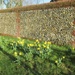 Daffodils against a flint wall by foxes37